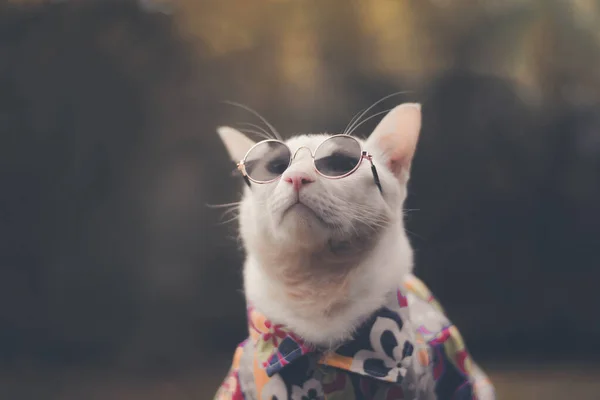 Portret Van Hipster White Cat Met Zonnebril Shirt Dierenmodeconcept — Stockfoto