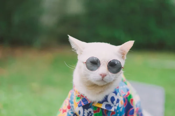 Portrait Hipster White Cat Wearing Sunglasses Shirt Animal Fashion Concept — Stock Photo, Image