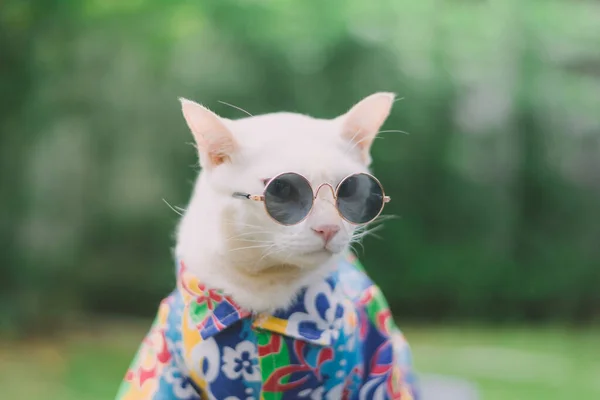 Portrait Hipster White Cat Portant Lunettes Soleil Chemise Concept Mode — Photo