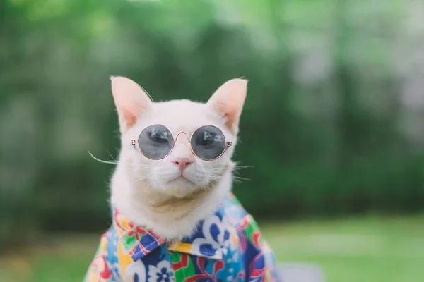 Portrait Hipster White Cat Wearing Sunglasses Shirt Animal Fashion Concept — Stock Photo, Image