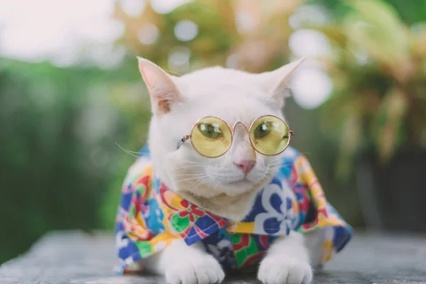 Retrato Hipster White Cat Usando Gafas Sol Camisa Concepto Moda —  Fotos de Stock
