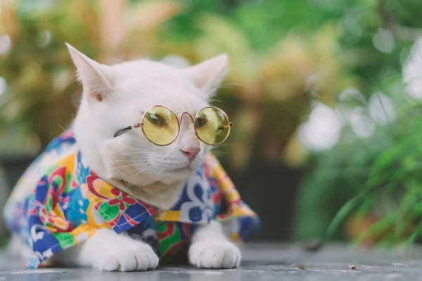 고양이가 선글라스와 셔츠를 — 스톡 사진