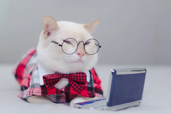 Wit Poesje Zittend Het Bed Kijkend Naar Tablet Kattenkijken Video — Stockfoto