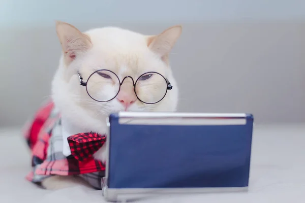 White Kitten Sitting Bed Looking Tablet Cat Looking Video Internet — Stock Photo, Image