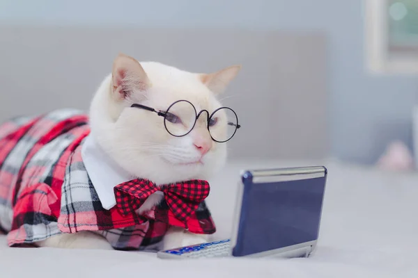 Wit Poesje Zittend Het Bed Kijkend Naar Tablet Kattenkijken Video — Stockfoto
