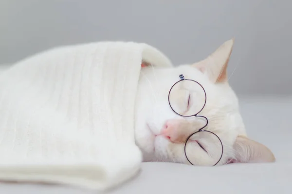 Portrait White Cat Wearing Glasses Pet Fashion Concept White Cat — стоковое фото