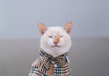 Beyaz Kedi 'nin gözlük takan portresi, evcil hayvan modası kavramı. Yatakta yatan beyaz kedi..