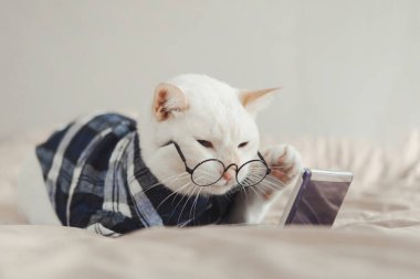 Gözlük takan beyaz kedi portresi, hayvan modası konsepti..