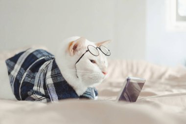 Gözlük takan beyaz kedi portresi, hayvan modası konsepti..