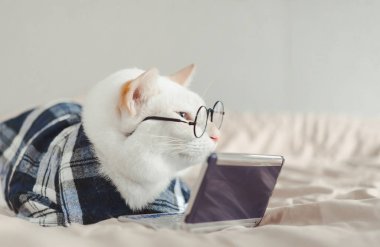 Gözlük takan beyaz kedi portresi, hayvan modası konsepti..
