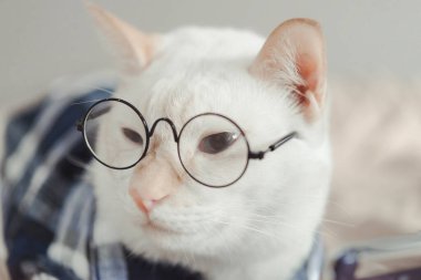 Gözlük takan beyaz kedi portresi, hayvan modası konsepti..