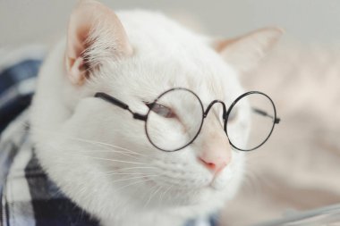 Gözlük takan beyaz kedi portresi, hayvan modası konsepti..