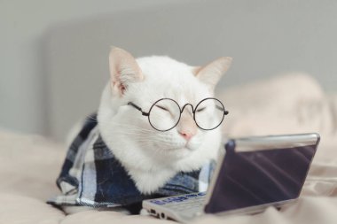Gözlük takan beyaz kedi portresi, hayvan modası konsepti..