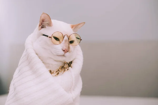 Portrait White Cat Wearing Glasses Pet Fashion Concept White Cat — стоковое фото