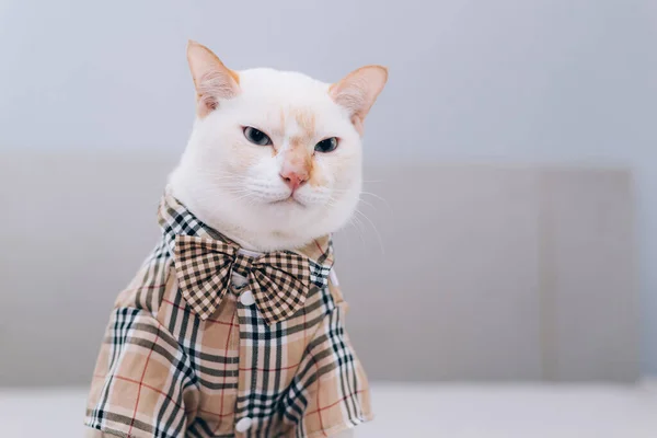 Portrait White Cat Wearing Glasses Pet Fashion Concept White Cat — Stock Photo, Image