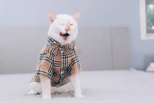 Portrait White Cat Wearing Glasses Pet Fashion Concept White Cat — стоковое фото