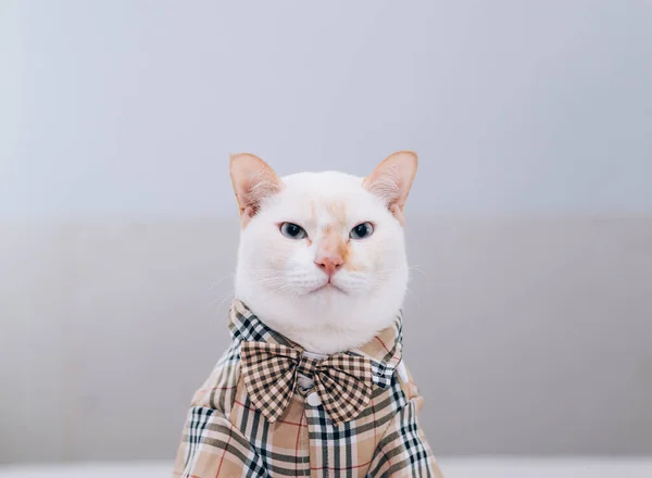 Πορτρέτο Του White Cat Φορώντας Γυαλιά Κατοικίδιο Ζώο Έννοια Της — Φωτογραφία Αρχείου