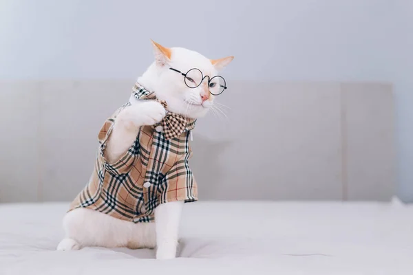 Portret Van Witte Kat Met Bril Huisdier Mode Concept Witte — Stockfoto