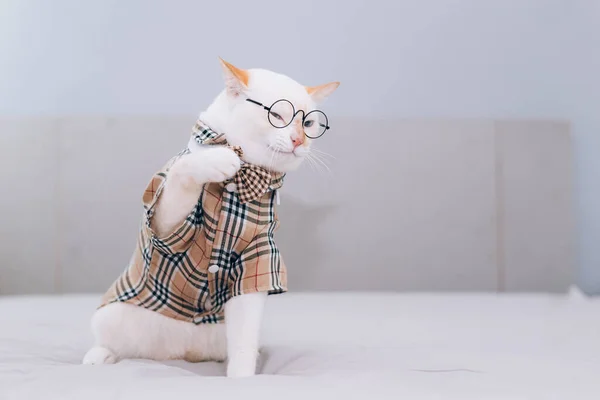 Portrait White Cat Wearing Glasses Pet Fashion Concept White Cat — стоковое фото