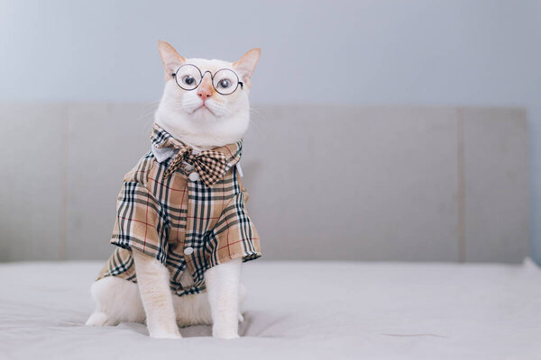 Portrait of White Cat wearing glasses,pet fashion concept.White cat lying on bed.