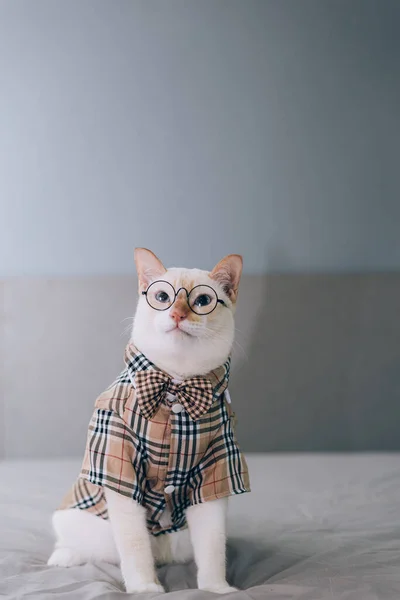 Portrait White Cat Wearing Glasses Pet Fashion Concept White Cat — стоковое фото