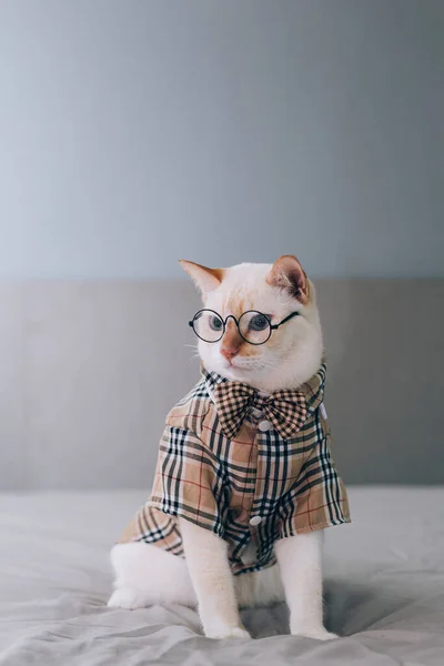 Beyaz Kedi 'nin gözlük takan portresi, evcil hayvan modası kavramı. Yatakta yatan beyaz kedi..