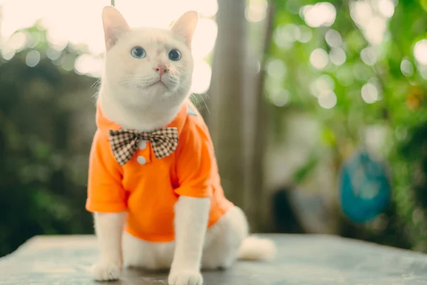 Portré Ból Hipster White Cat Visel Napszemüveg Ing Állat Divat — Stock Fotó