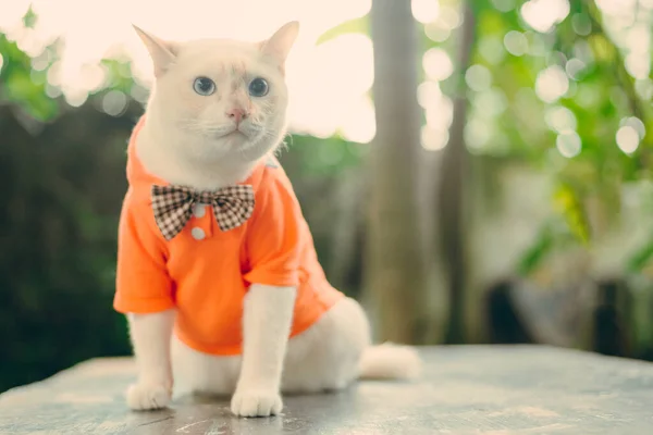 Portrait Hipster White Cat Wearing Sunglasses Shirt Animal Fashion Concept — Stock Photo, Image