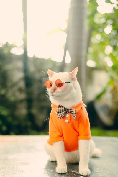 Retrato Gato Branco Hipster Usando Óculos Sol Camisa Conceito Moda — Fotografia de Stock
