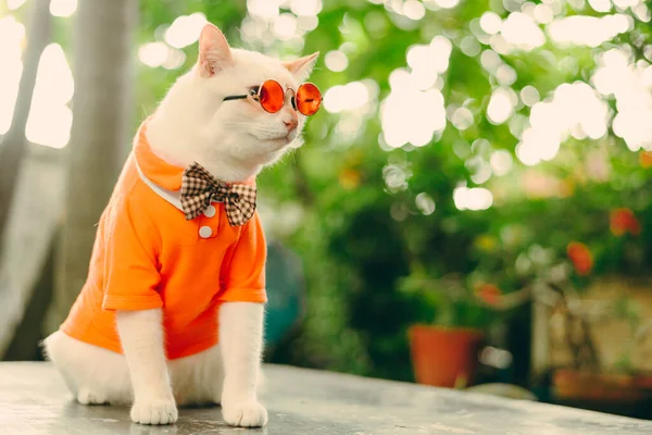 Portré Ból Hipster White Cat Visel Napszemüveg Ing Állat Divat — Stock Fotó
