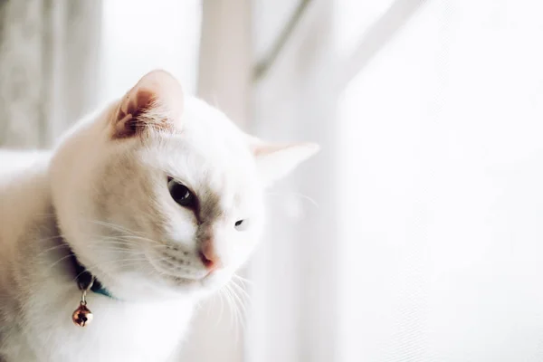 Белые Кошки Сидят Подоконнике Смотрят Окно Утренним Светом Кот Смотрит — стоковое фото