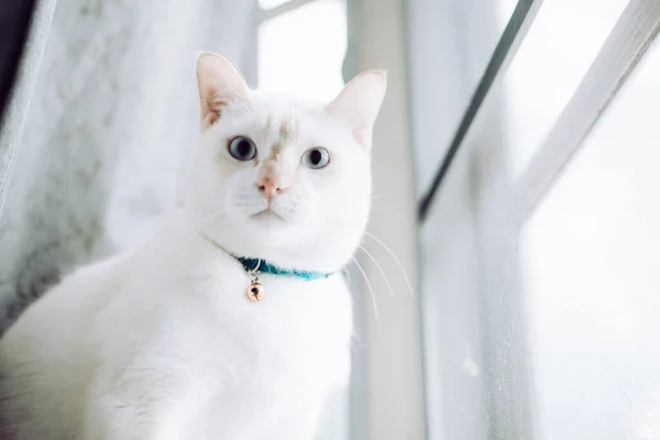 在阳光灿烂的日子里 白猫坐在窗台上 望着有晨光的窗户 猫望着窗外 — 图库照片
