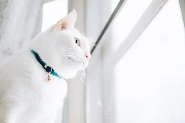 Gatos Brancos Sentados Peitoril Janela Olhando Para Uma Janela Com — Fotografia de Stock