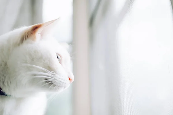 白い猫は窓の上に座って朝の光と窓を見て 猫は晴れた日に窓の外を見て — ストック写真