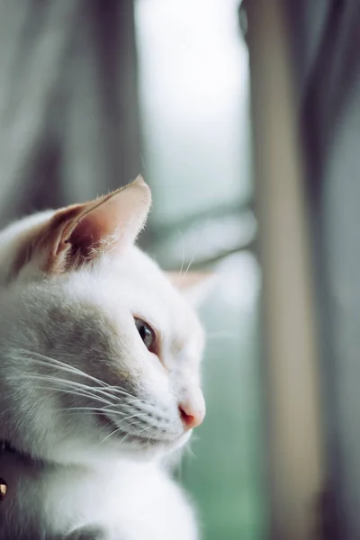 Λευκές Γάτες Κάθονται Στο Περβάζι Του Παραθύρου Και Κοιτάζουν Ένα — Φωτογραφία Αρχείου