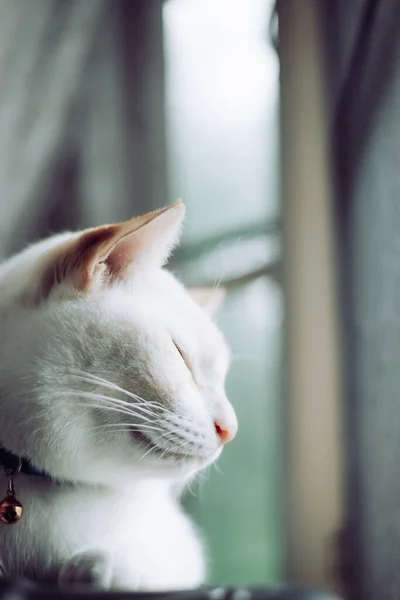 Weiße Katzen Sitzen Auf Der Fensterbank Und Blicken Auf Ein — Stockfoto