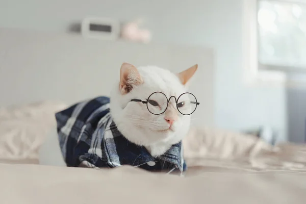 Retrato Gato Blanco Con Gafas Concepto Moda Animal — Foto de Stock