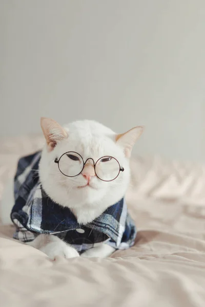 Retrato Gato Blanco Con Gafas Concepto Moda Animal —  Fotos de Stock