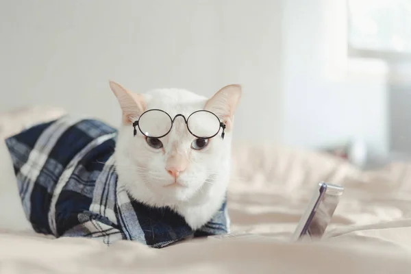 Gözlük takan beyaz kedi portresi, hayvan modası konsepti..