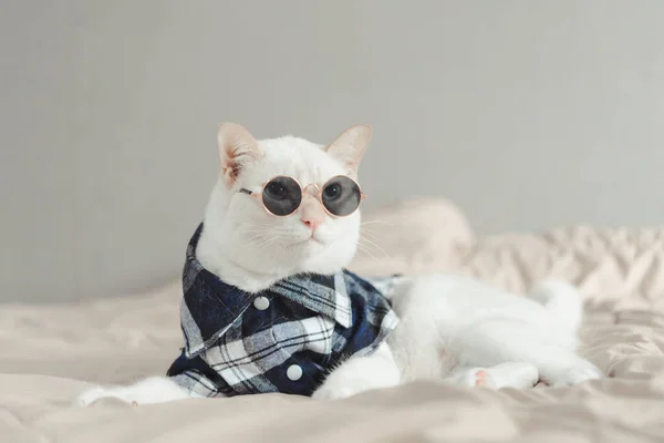 Portret Białego Kota Okularach Koncepcja Mody Zwierzęcej — Zdjęcie stockowe