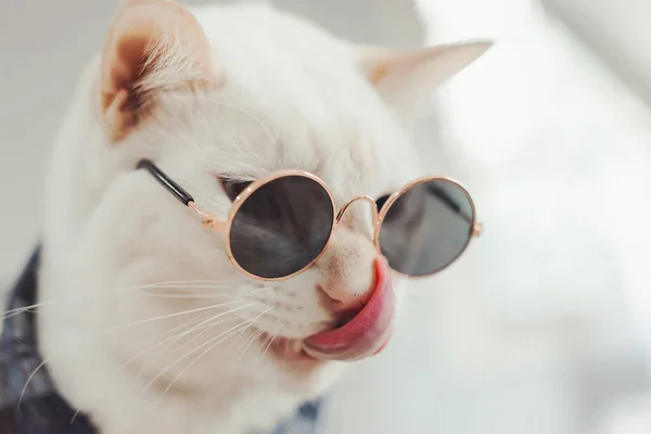 Portrait Chat Blanc Portant Des Lunettes Concept Mode Animale — Photo