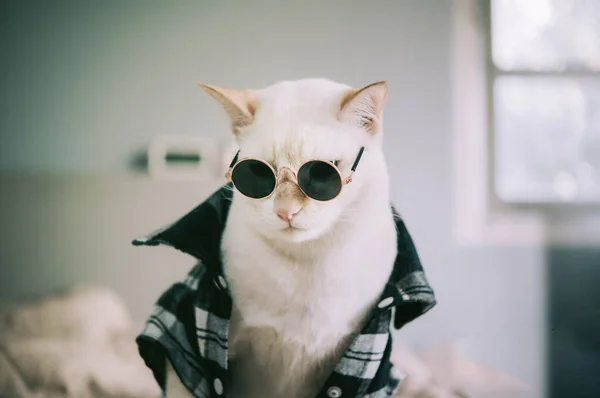 Portrait White Cat Wearing Glasses Animal Fashion Concept — Stock Photo, Image