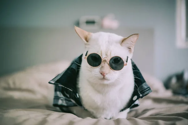 Retrato Gato Branco Usando Óculos Conceito Moda Animal — Fotografia de Stock