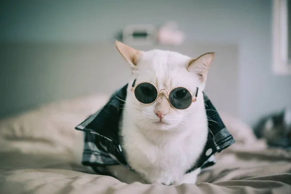 Retrato Gato Blanco Con Gafas Concepto Moda Animal —  Fotos de Stock