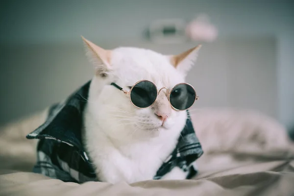 Porträtt Vit Katt Bär Glasögon Djur Mode Koncept — Stockfoto
