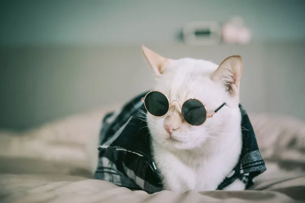 Retrato Gato Blanco Con Gafas Concepto Moda Animal — Foto de Stock