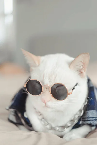 Porträt Der Weißen Katze Mit Brille Tiermodekonzept — Stockfoto