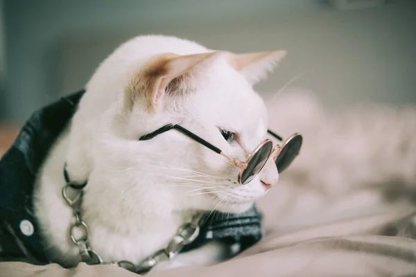 Porträt Der Weißen Katze Mit Brille Tiermodekonzept — Stockfoto