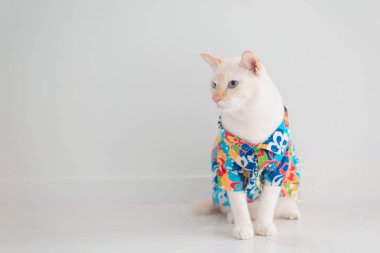 Komik kedi tatile çıkıyor, yaz konseptinde plaj gömleği ve şapka giyiyor. .