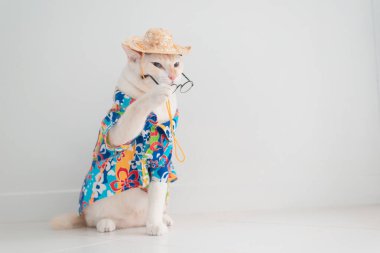 Komik kedi tatile çıkıyor, yaz konseptinde plaj gömleği ve şapka giyiyor. .